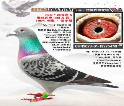 百分百利奧血系 “超音速”X“奧林匹克003” 經(jīng)典配對