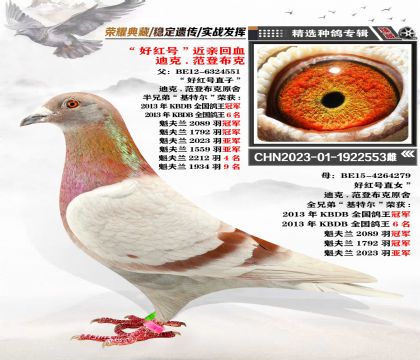 迪克-凡登布克 “好紅號”近親回血