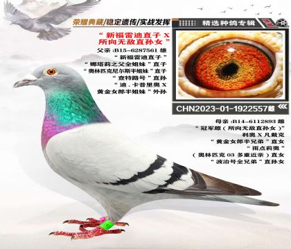 “福雷迪直子”X“所向無敵直孫女”經(jīng)典血系 強強聯(lián)合