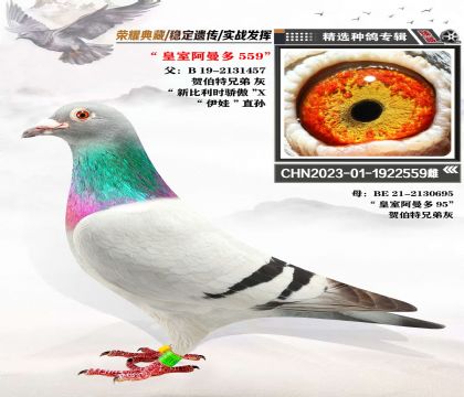 阿曼多血系 “皇室阿曼多559”近親回血