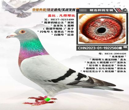 蓋比-凡得那比 經(jīng)典血統(tǒng) 超級金雌