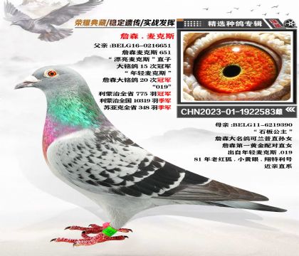 詹森-麥克斯血系 “年輕麥克斯”近親回血