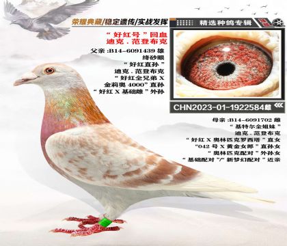 迪克-凡登布克 “好紅號”直孫X“基特爾全姐妹”