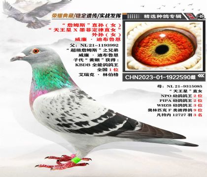 威廉-迪布恩血系 “天王星”直女做育