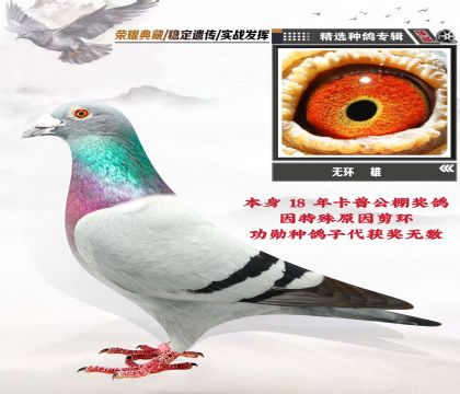 無環(huán)種雄 鎮(zhèn)棚級血統(tǒng) 18年卡普公棚獎鴿