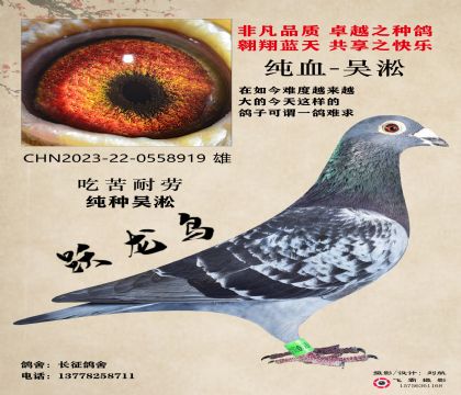 吳淞躍龍