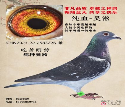 吳淞