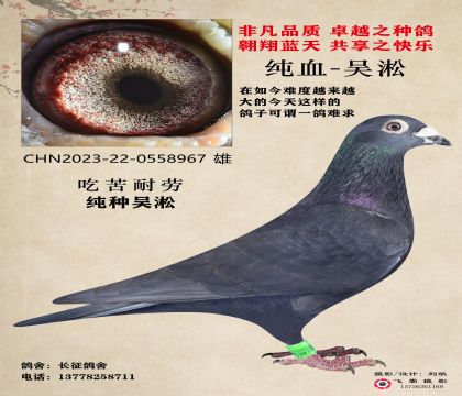 吳淞