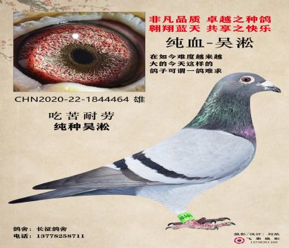 吳淞