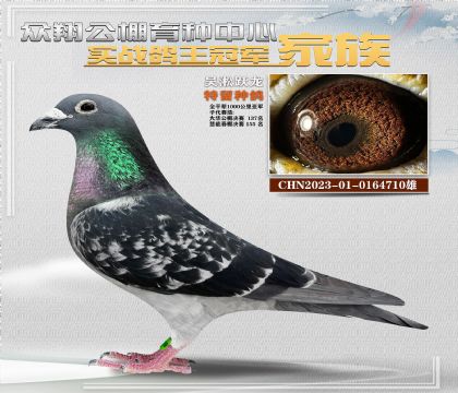 吳淞躍龍鳥超級種鴿