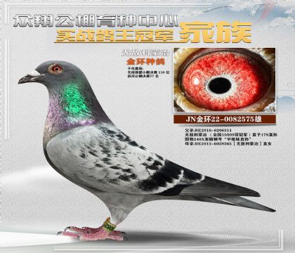 無敵利蒙治金母金環(huán)種鴿