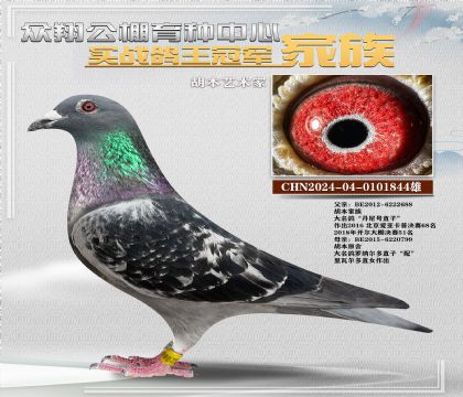 金環(huán)胡本特留種鴿844