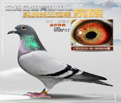 君王速霸龍金環(huán)