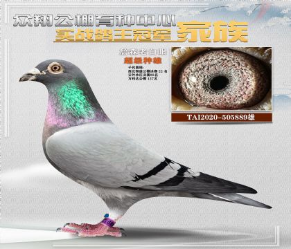 詹森老白眼889
