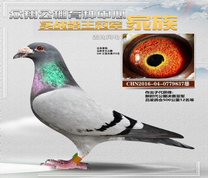 蓋比閃電837金雄