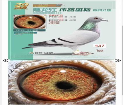 詹森卡普“8888”后代 拍回來(lái)未使用