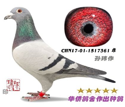 1̖--ɣʿղɭ019ϵ-1517361--ɰ-