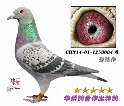 4̖--ղɭ019ϵѪN-1258084-\c-ɰ-