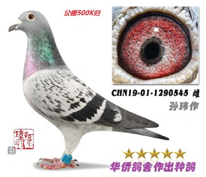 2̖--ղɭ019ϵѪN-1290545-c-ɰ-