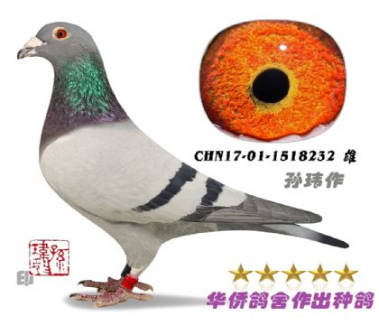 3̖--ɣʿղɭ-1518232--S-