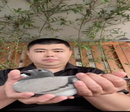 龍軒鉆石配對(duì)十冠王X五冠王作育