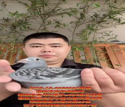 楊歐瓦克經(jīng)典配對(duì)483直子X484直女作育