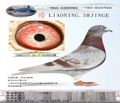 ϝh ˹46tɫ   885
