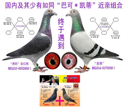 游 ĸ