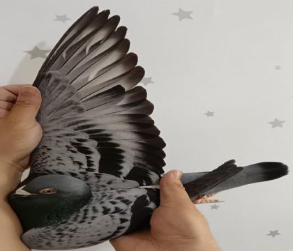 21