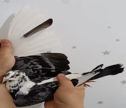27