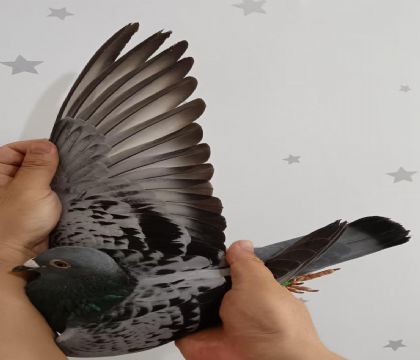 23