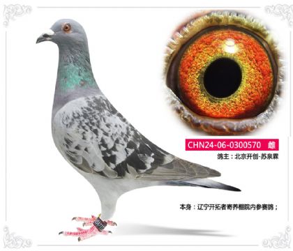 _(chung)-KȪ--|_߼B(yng)Ժ(ni)ِ570   
