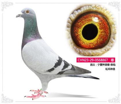 ķN-   ˽h(hun)N867   	