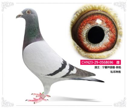 ķN-   ˽h(hun)N	696   	