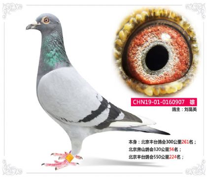 Ӣ--S_550224   
