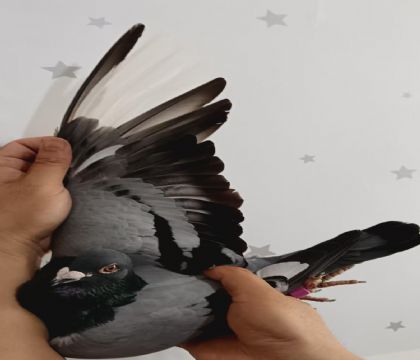 32