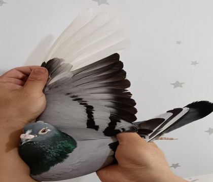 34