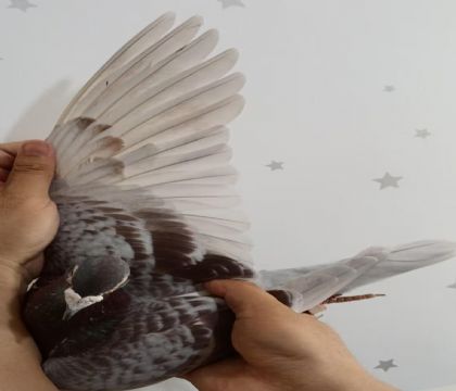 36