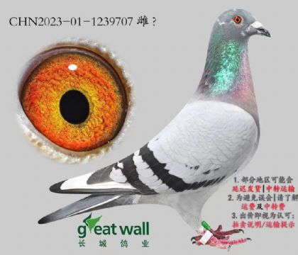 L(zhng)ǣRO.1239707