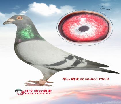˵˹740Ѫϵ܊ ĸӻѪ