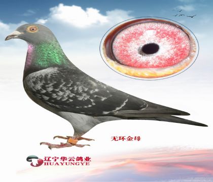  ؐ˹OŮ Ѫ N