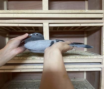 Ӣ˹