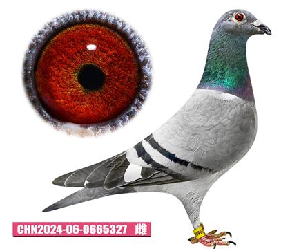 ǲ-_327