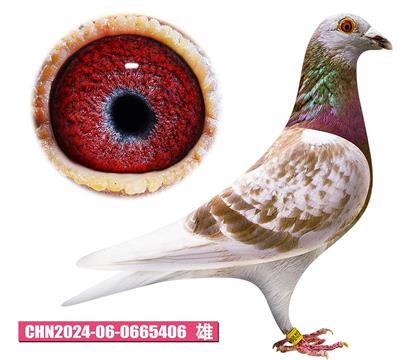 ǲ-üt̖406