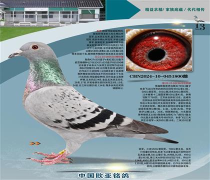 詹森555x625金母五關(guān)鴿王冠軍平輩