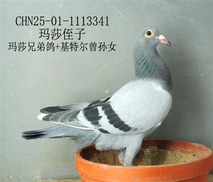 瑪莎侄子-2