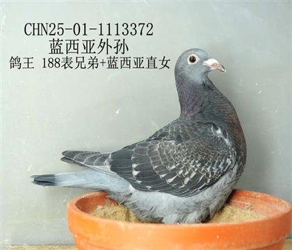 藍西亞外孫-4