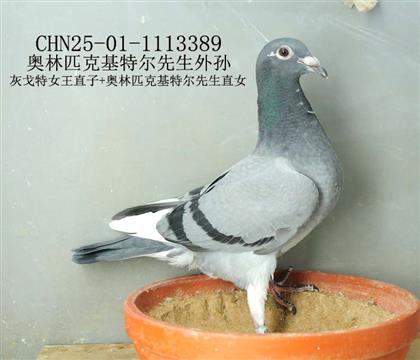 奧林匹克基特爾先生外孫-5