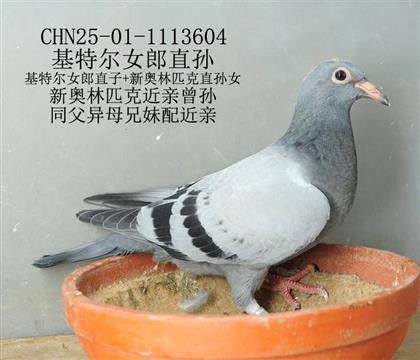 基特爾女郎直孫-7