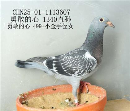 勇敢的心 1340直孫-8